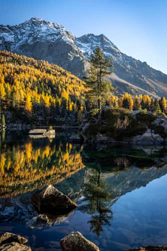 Golden season at Lago di Saoseo