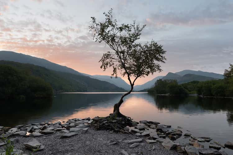 Lonely Tree Llanberis