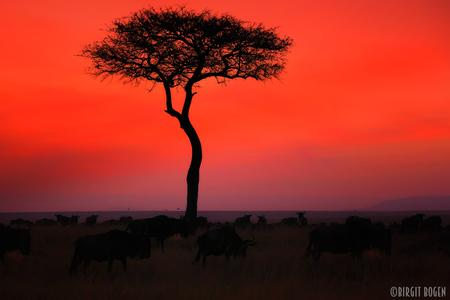 Einsamer Baum in der Masai Mara bei Sonnenaufgang