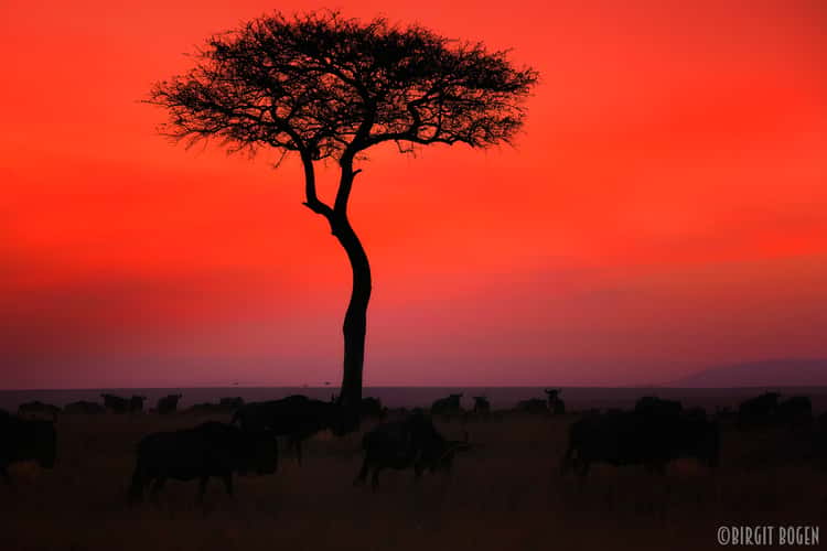 Einsamer Baum in der Masai Mara bei Sonnenaufgang