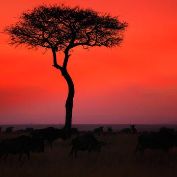 Einsamer Baum in der Masai Mara bei Sonnenaufgang, Kenya