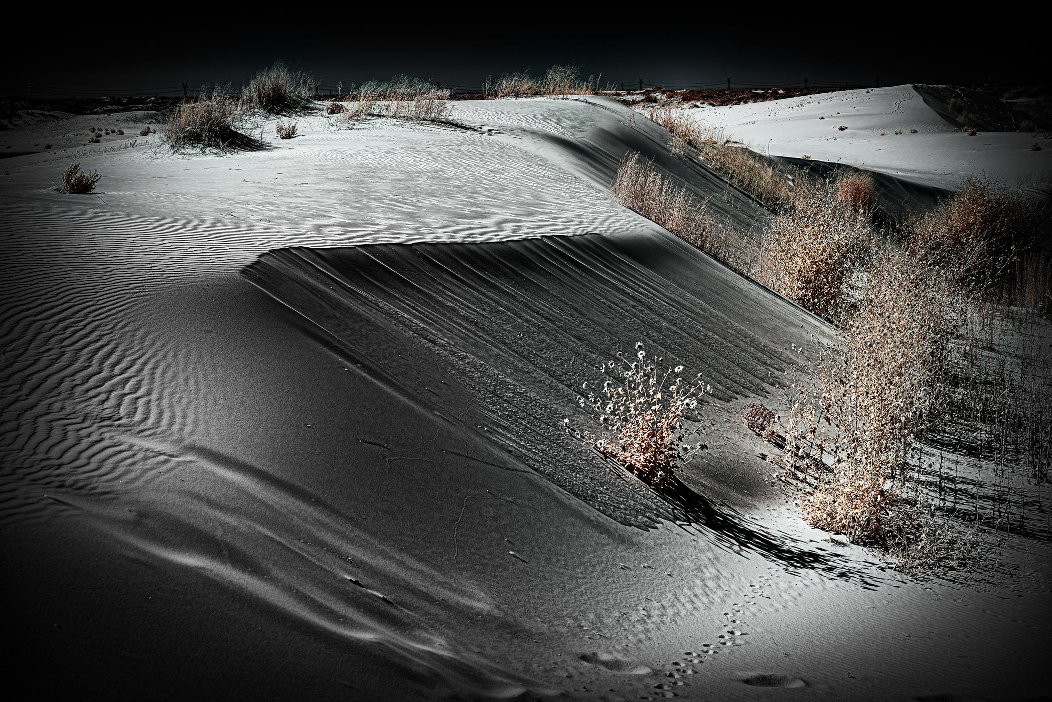 Monahans Sandhills State Park, Texas, USA