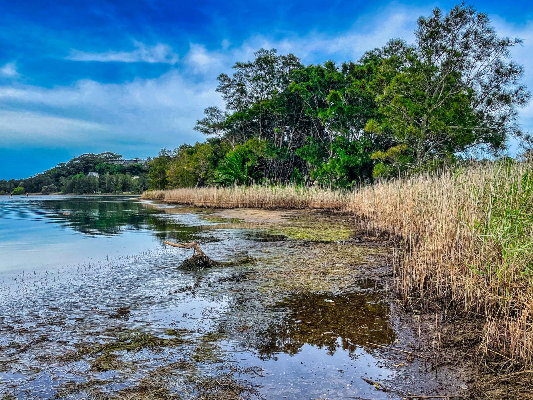 Narrabeen Lagoon west side, Northern Beaches, Sydney, Australia