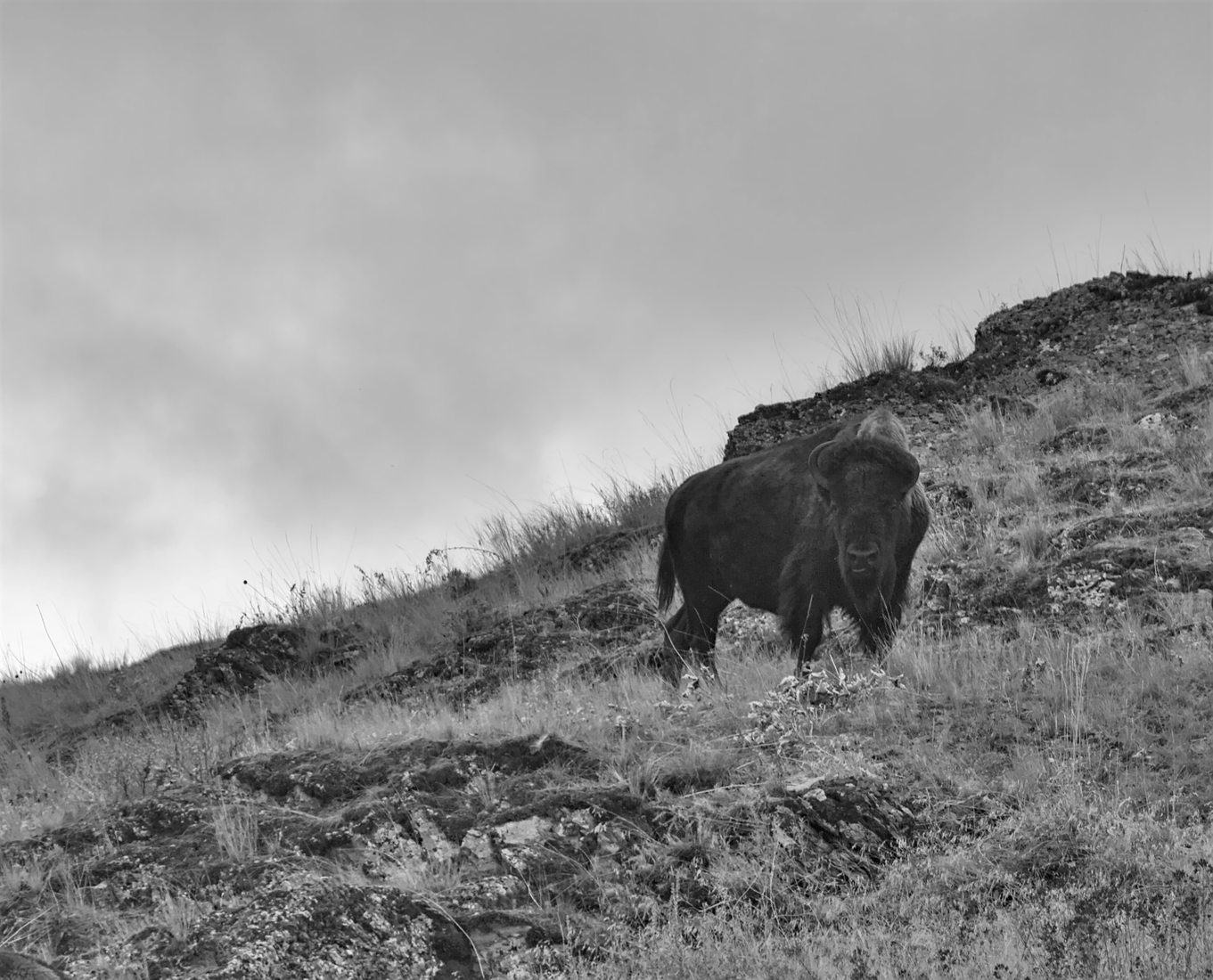 National Bison Range, USA