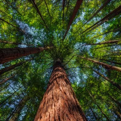 Rotorua Redwoods, New Zealand