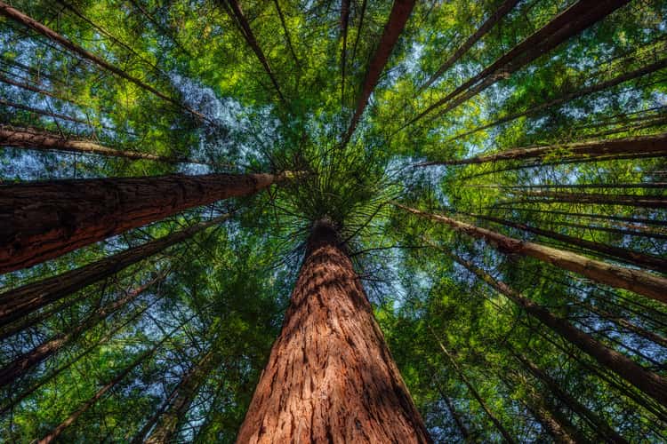 Rotorua Redwoods