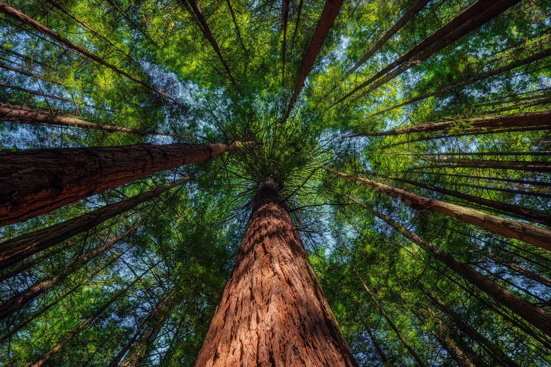 Rotorua Redwoods, New Zealand