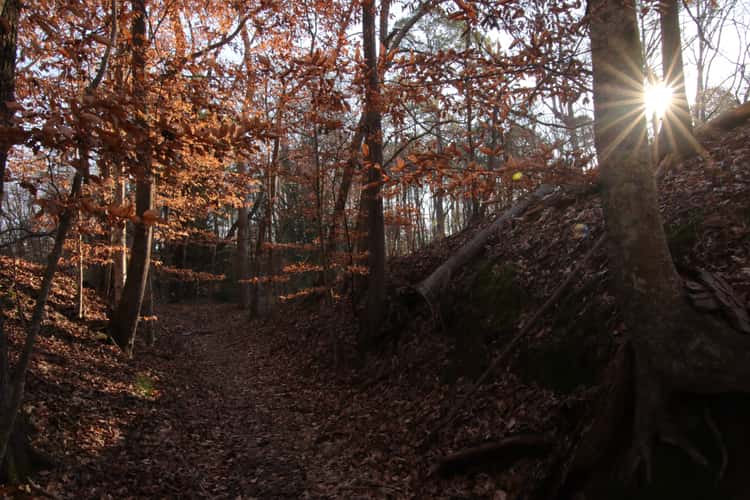 Sunken Trace