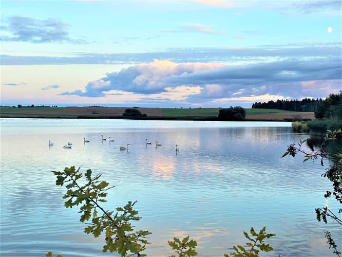 Swans in Lake