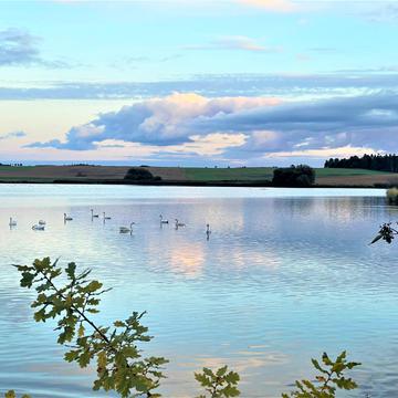 Swans in Lake, Czech Republic