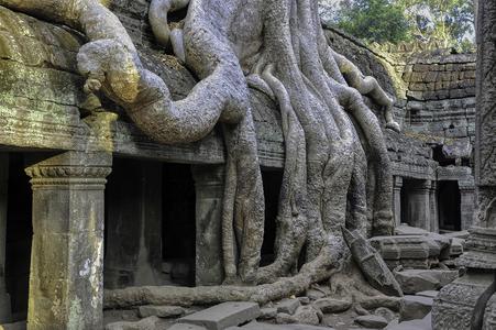 Ta Prohm tree root Temple