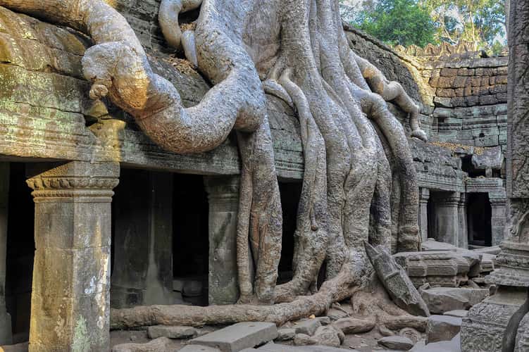 Ta Prohm tree root Temple