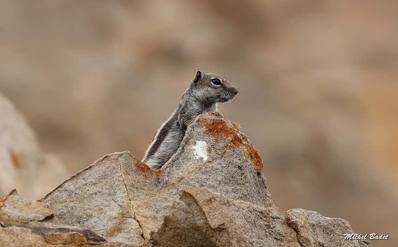 Vega de Rio Palmas (Fuerteventura)