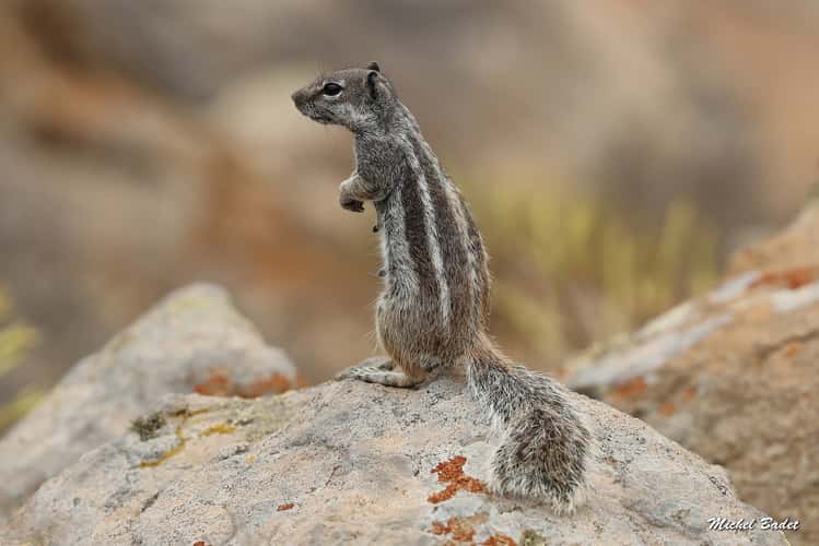 Vega de Rio Palmas (Fuerteventura)