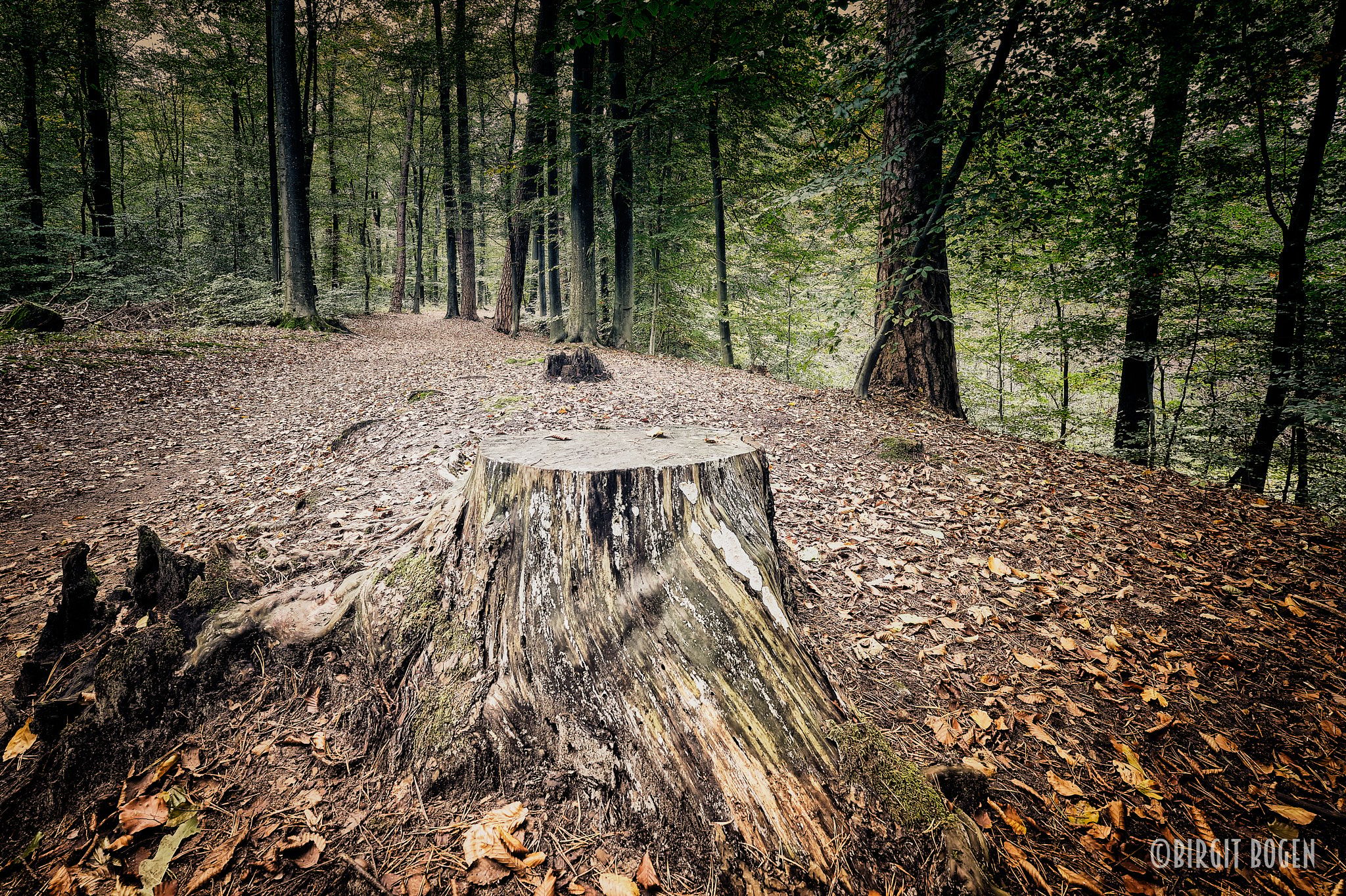 Waldszene im Königsforst bei Rösrath, Germany