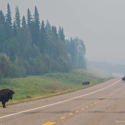 Alaska Highway Wood Bison, Canada