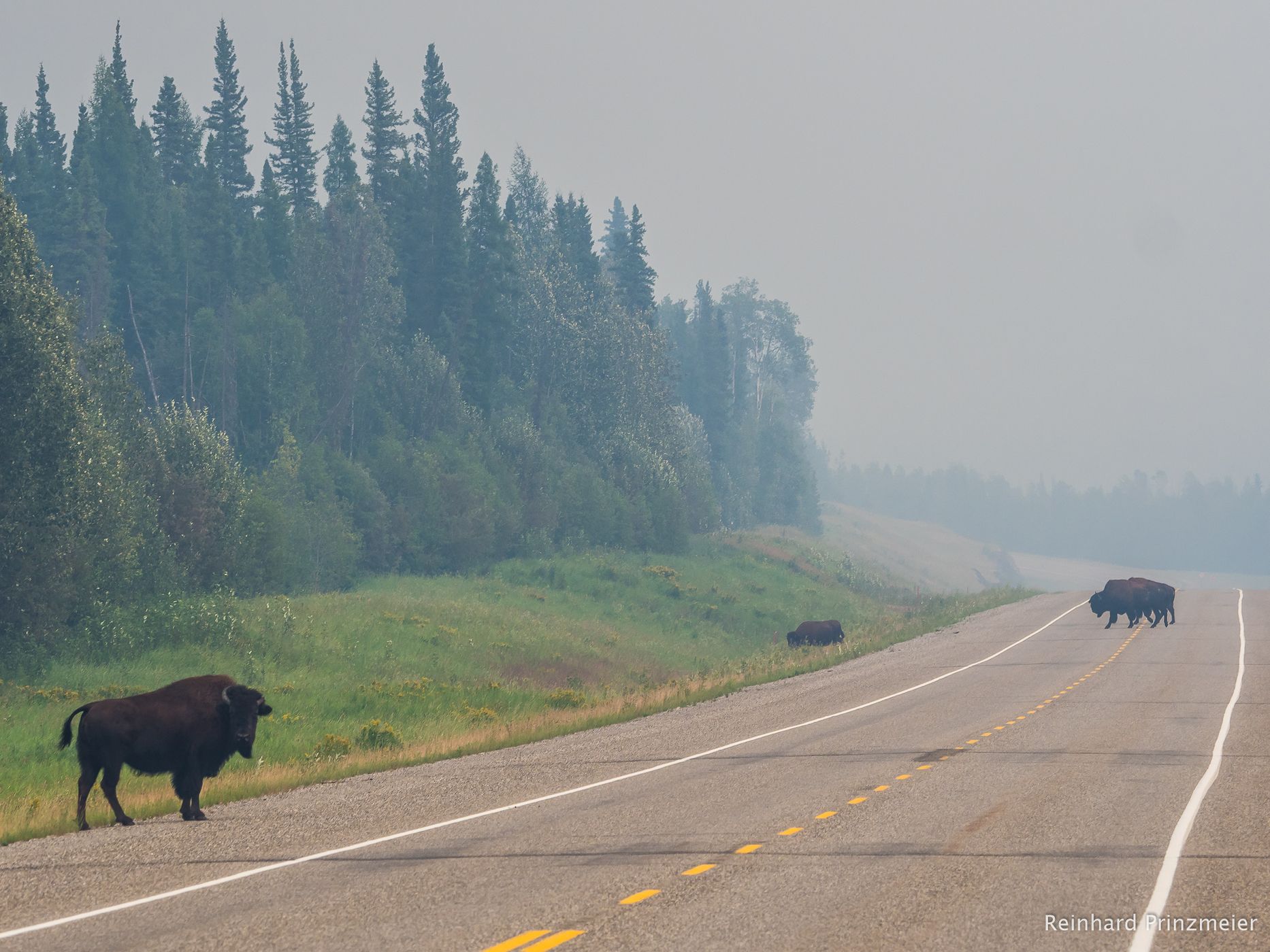 Alaska Highway Wood Bison, Canada
