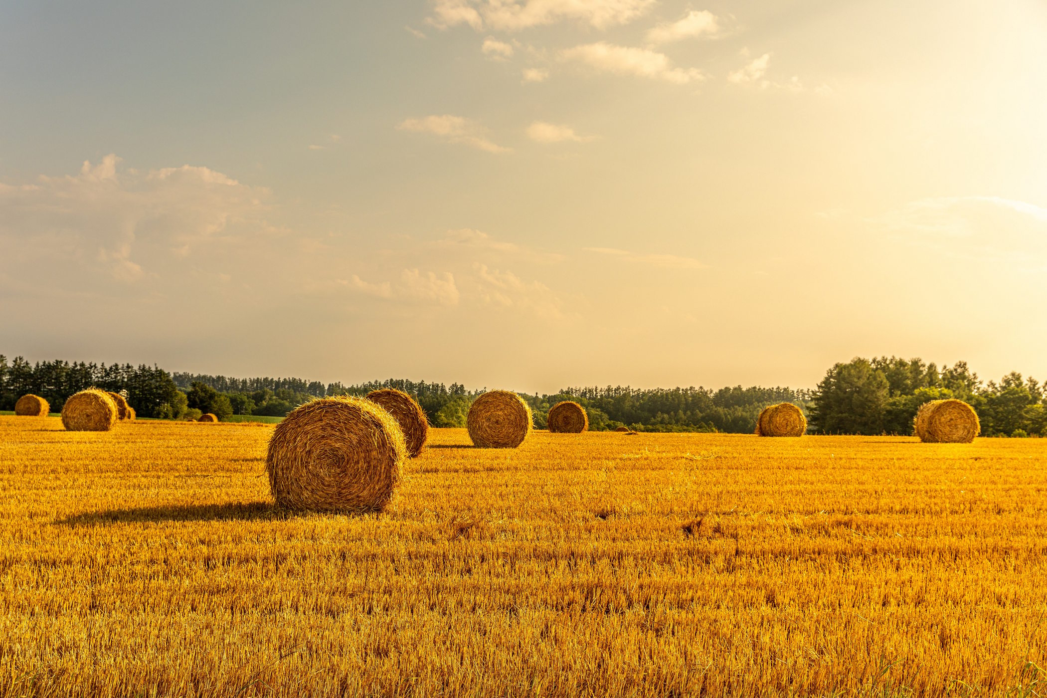 hay rolls - Top Spots for this Photo Theme