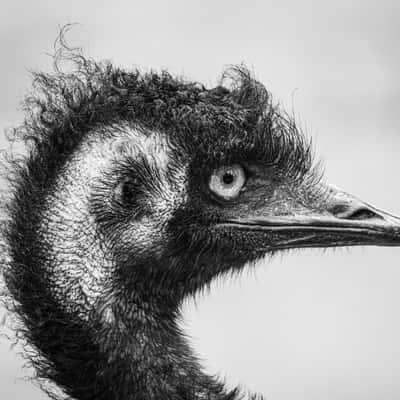 Australian Native Animals at Cleland Conservation Park, Australia