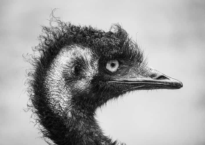 Australian Native Animals at Cleland Conservation Park