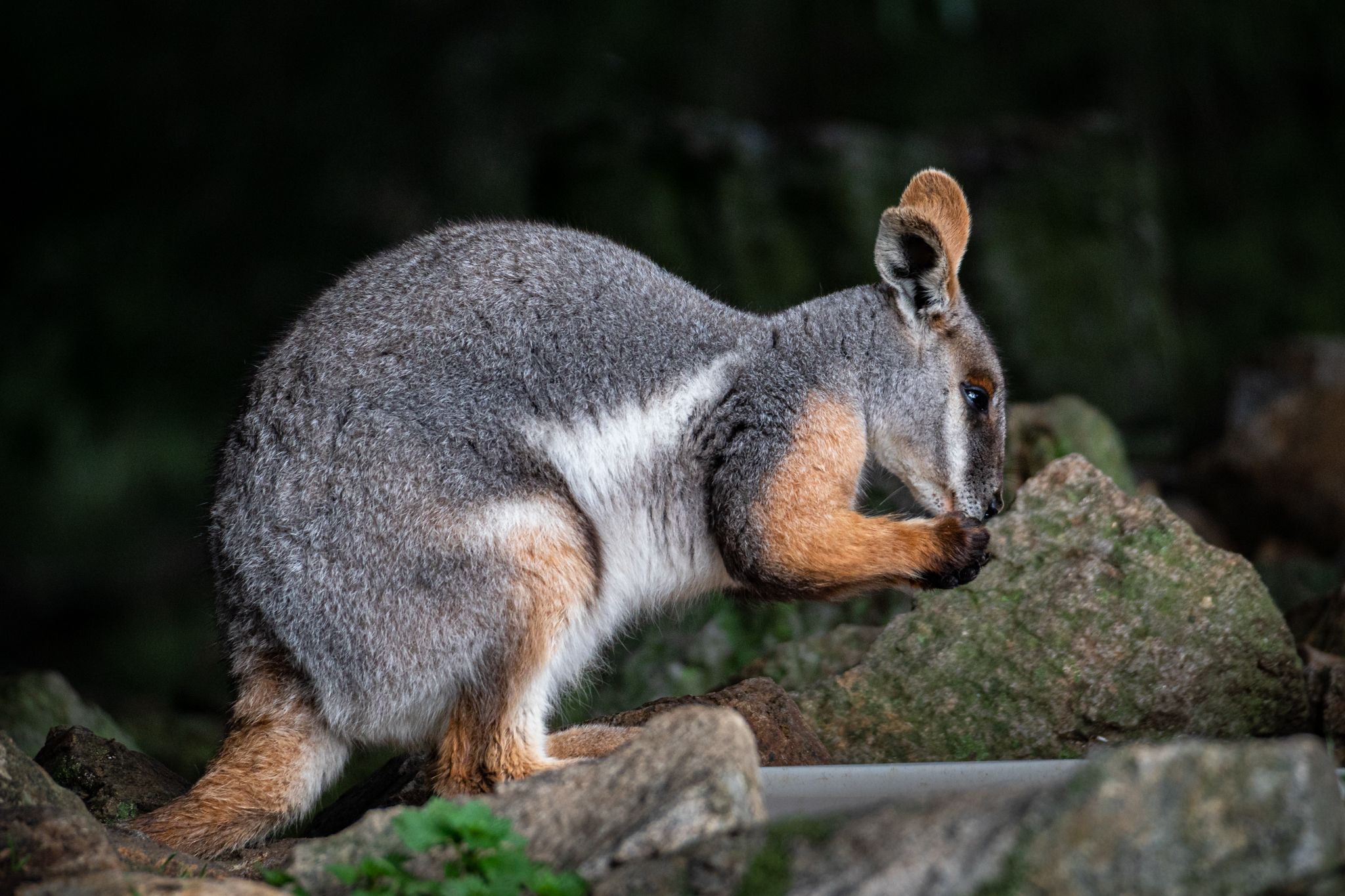 Australian Native Animals at Cleland Conservation Park, Australia