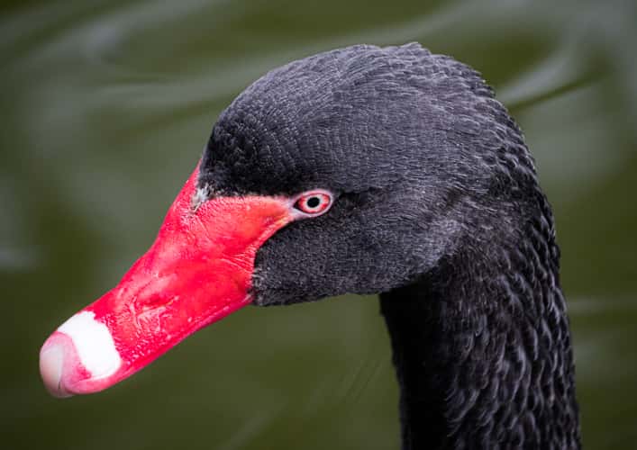 Australian Native Animals at Cleland Conservation Park