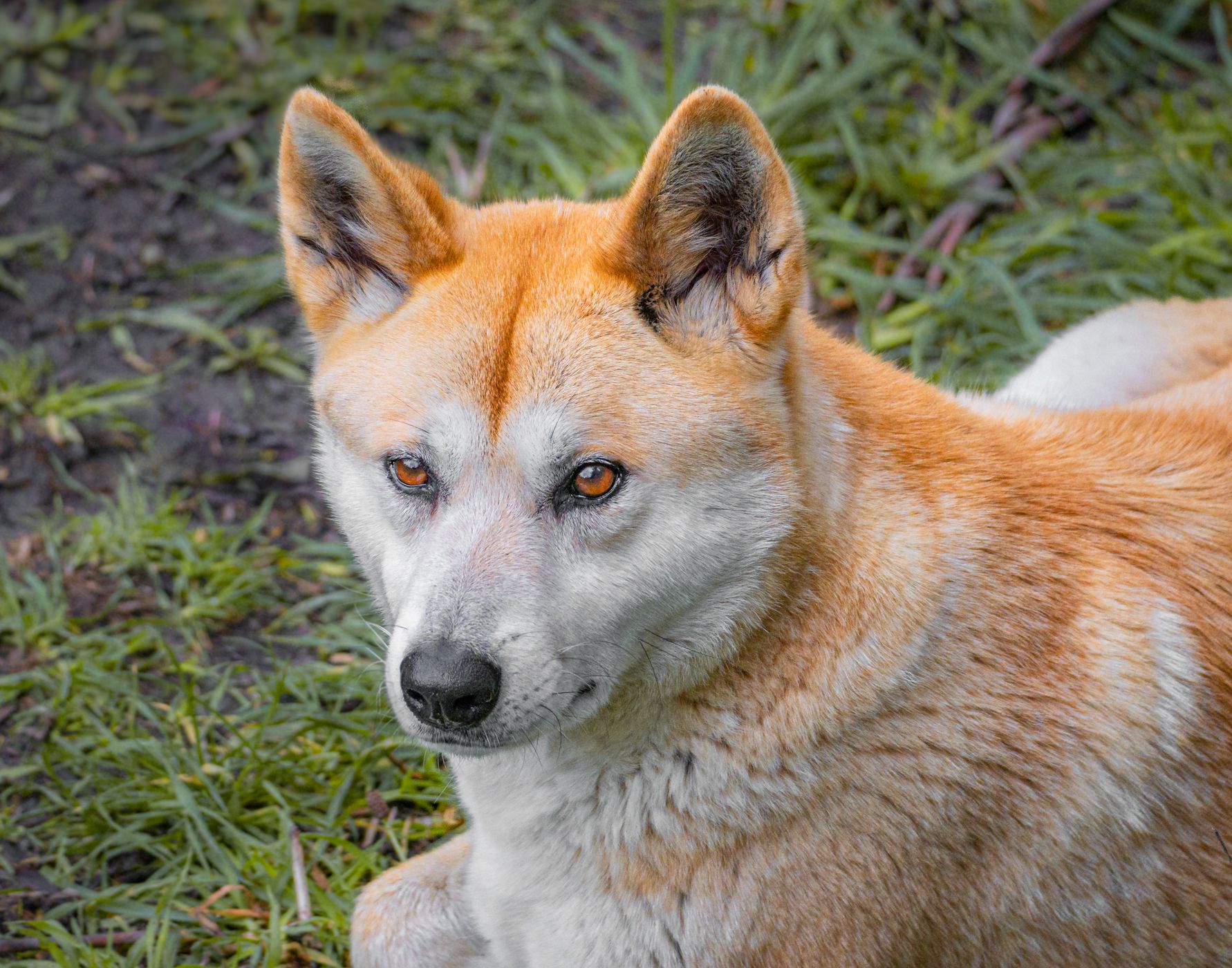 Australian Native Animals at Cleland Conservation Park, Australia
