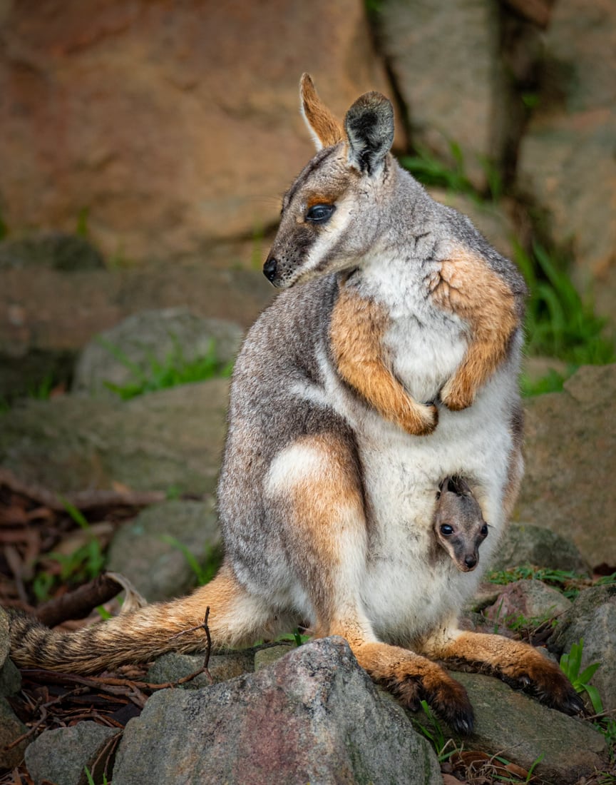 Australian Native Animals At Cleland Conservation Park, Australia