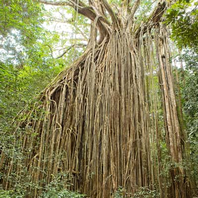 Curtain Fig Tree, Australia