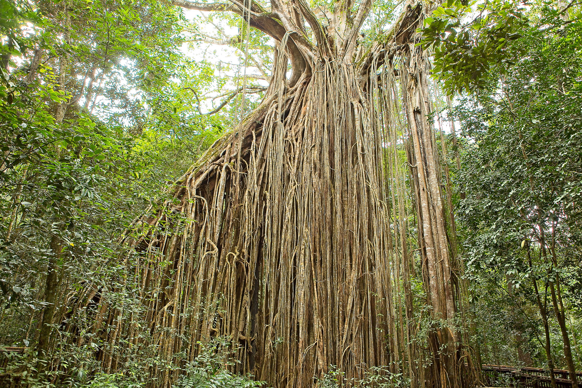 Curtain Fig Tree, Australia