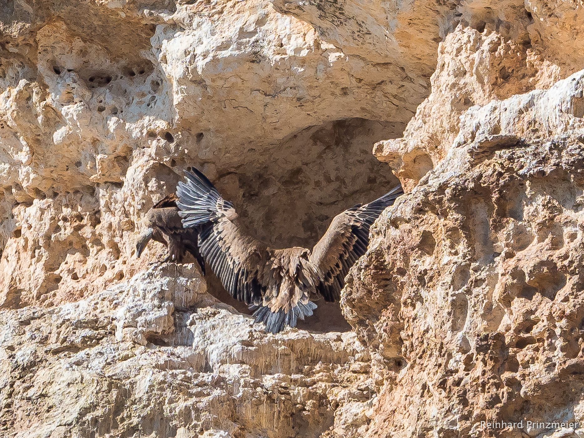Embalse de Linares Vulture Rocks, Spain