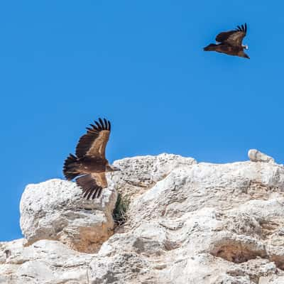 Embalse de Linares Vulture Rocks, Spain