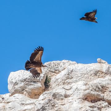 Embalse de Linares Vulture Rocks, Spain