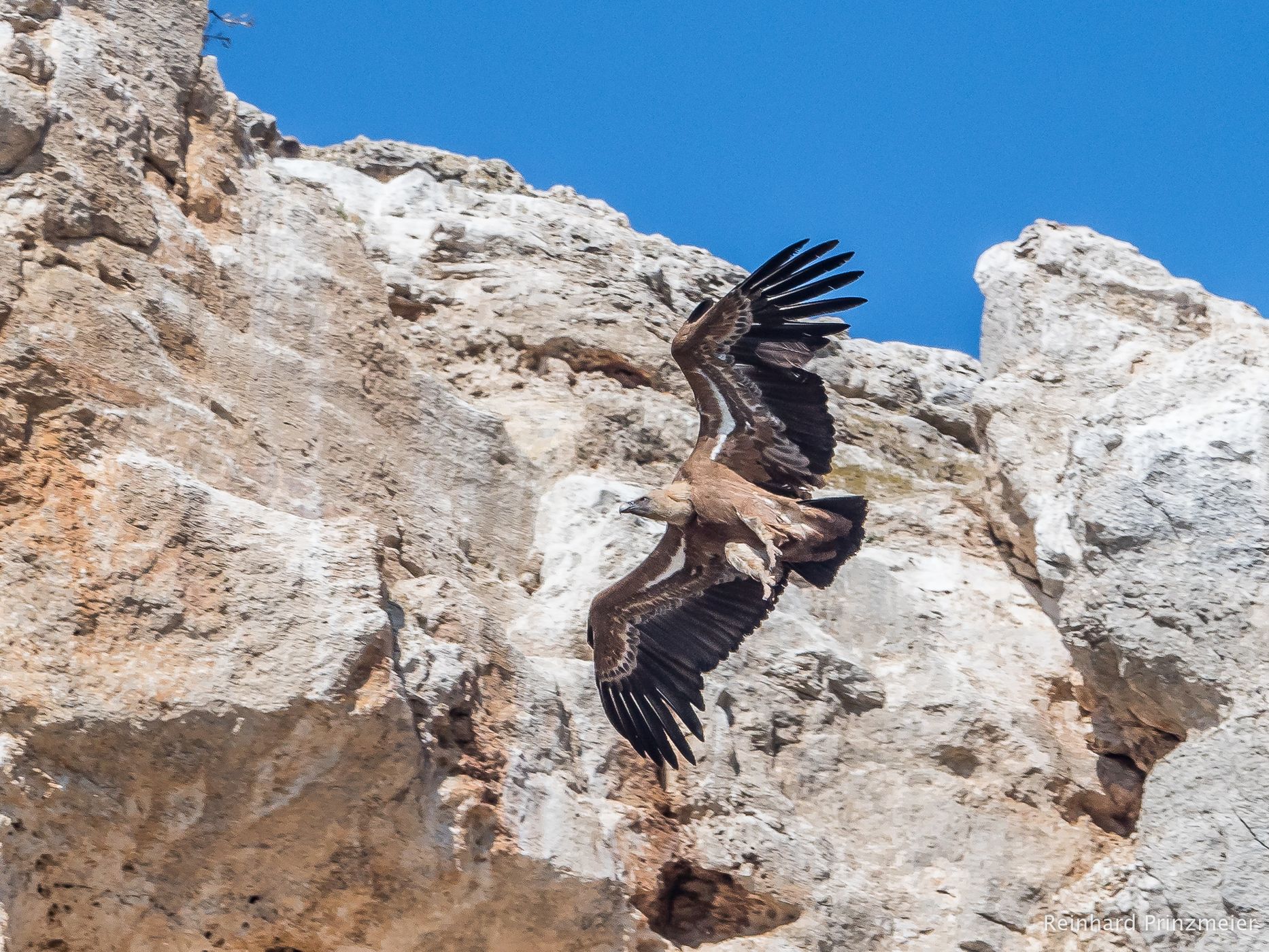 Embalse de Linares Vulture Rocks, Spain