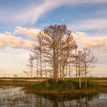 Everglades National Park - Eastern side, USA