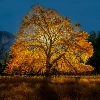 Large Oak in Yosemite, USA