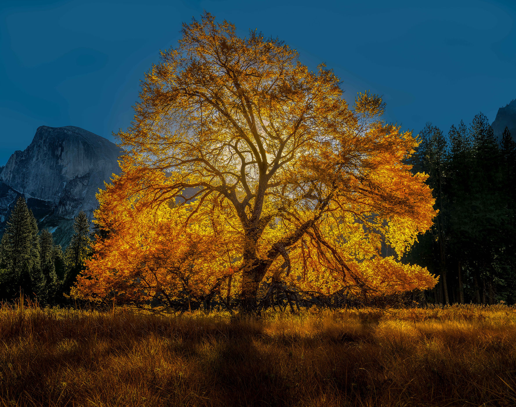 Large Oak in Yosemite, USA