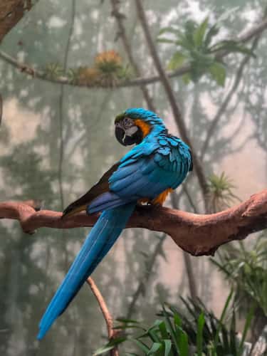 Gorgeous parrot inside Central Park Zoo