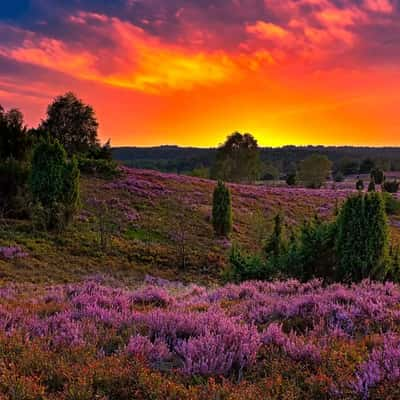 Hermann-Löhns-Weg, Lüneburg Heath, Germany