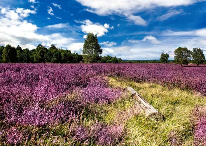 Hermann-Löhns-Weg, Lüneburg Heath