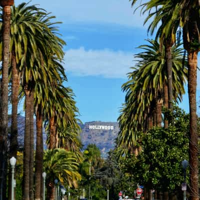 Hollywood Sign and Palm Trees, USA