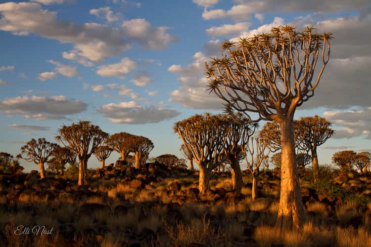 Köcherbaumwald, Quivertree forest