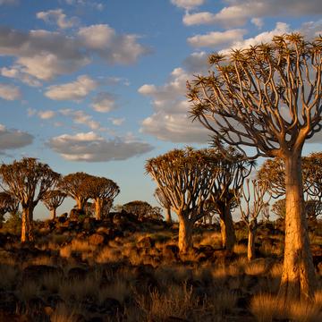 Köcherbaumwald, Quivertree forest, Namibia