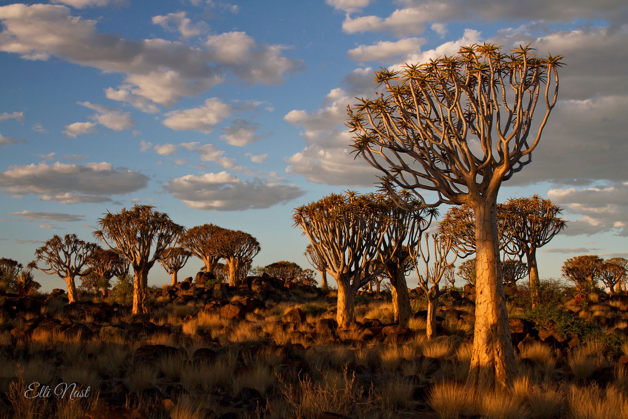 Köcherbaumwald, Quivertree forest, Namibia