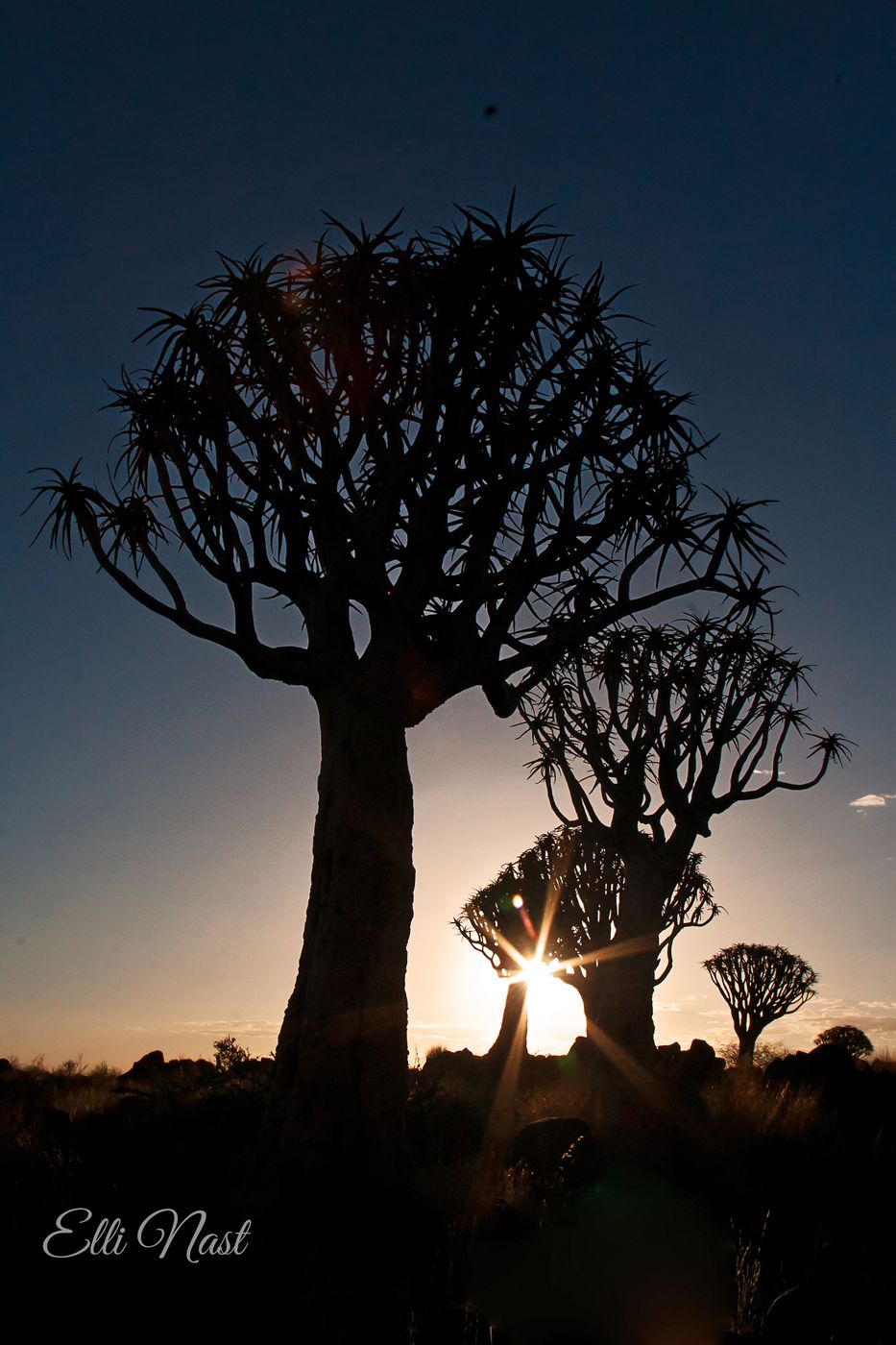 Köcherbaumwald, Quivertree forest, Namibia