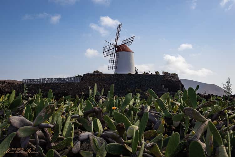 Jardín de Cactus, Lanzarote