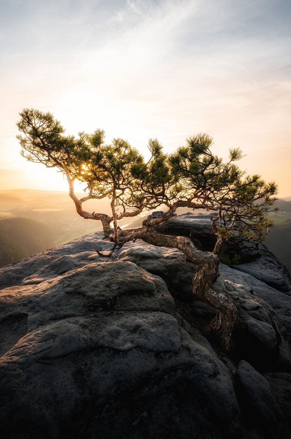 Lilienstein - Wetterkiefer, Germany