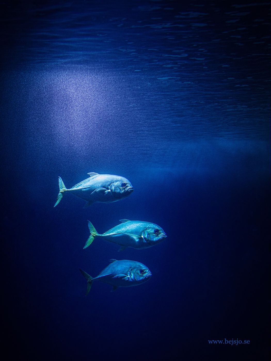 Oceanarium, Lisbon, Portugal