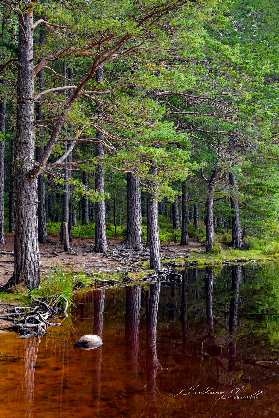 Loch Garten, United Kingdom