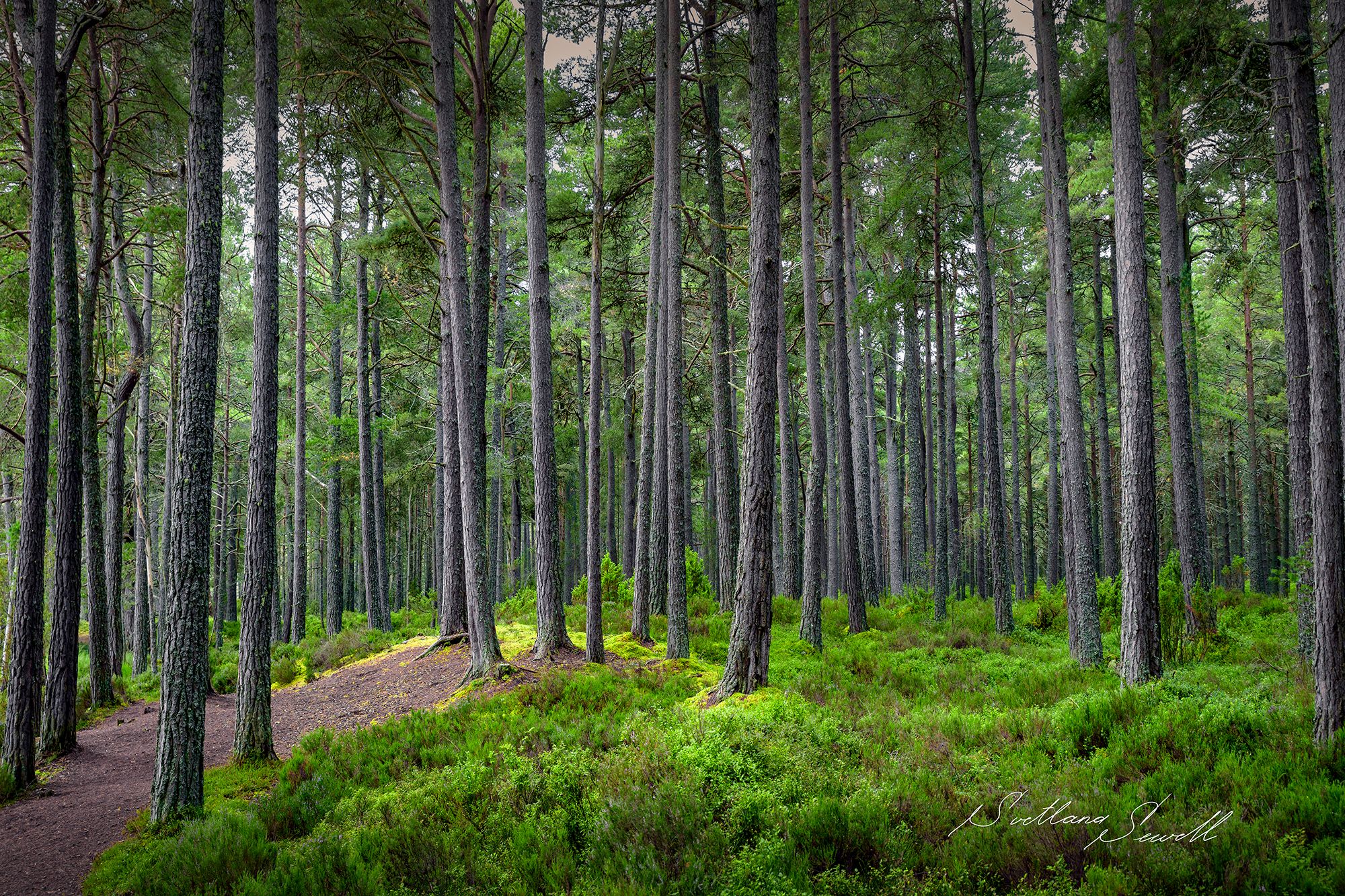 Loch Garten, United Kingdom